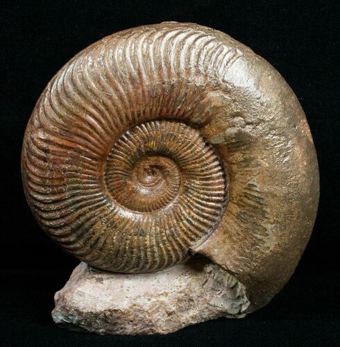 Pseudogrammoceras Ammonite - France #4333